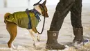 Pejalan kaki mengajak anjingnya berjalan-jalan di tengah badai musim dingin di pusat kota Chicago, AS pada 29 Desember 2020. Para komuter pagi di Chicago menghadapi jalanan yang licin dan lalu lintas yang lambat pada Rabu (30/12) ketika badai musim dingin besar pertama melanda. (Xinhua/Joel Lerner)