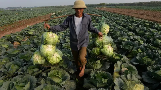 20150824-6 Makanan Untuk Bantu Detoksifikasi Tubuh Secara Alami-Kubis