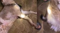Tangkapan layar video amatir memperlihatkan kambing ternak milik warga di Lampung Barat mati dimangsa hewan buas diduga beruang. (Dok. Istimewa).
