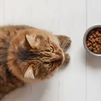 Ilustrasi Makanan Kucing.(Shutterstock)