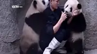 Dalam video lucu dan menggemaskan yang beredar di dunia maya ini, kedua anak panda terlihat mengganggu si petugas yang mau memberi obat.