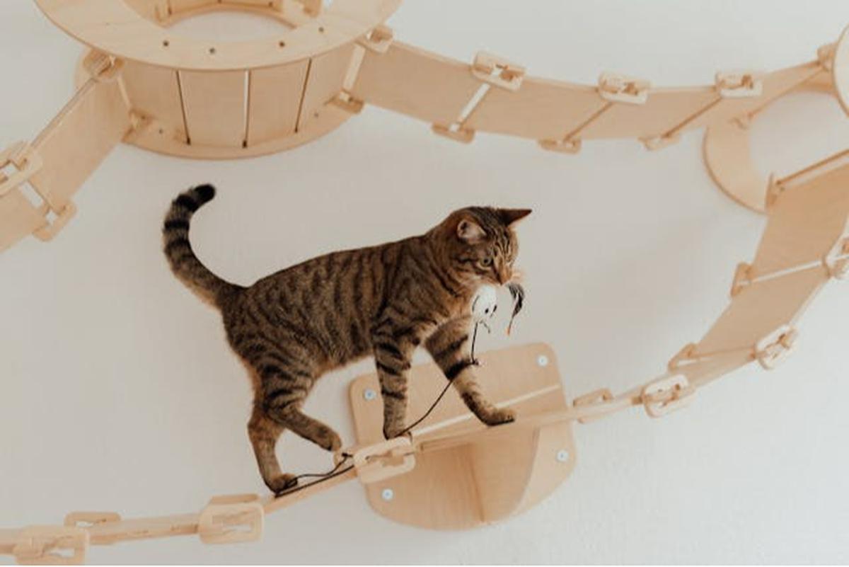 Tips Membuat Kucing Tetap Nyaman di Rumah Sendirian ketika Ditinggal Liburan