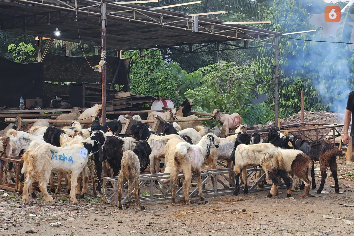Ilustrasi Hewan Kurban, Idul Adha, Daging Kurban, Kambing (Foto: Aditya Eka Prawira/Liputan6.com)