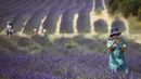 Seorang turis Asia berswafoto dengan latar belakang ladang lavender di Valensole, sebelah tenggara Prancis pada 29 Juni 2019. Di wilayah ini terdapat hamparan luas ladang lavender, menyatu cantik dengan lanskap bukit dan pegunungan di belakangnya. (Photo by GERARD JULIEN / AFP)
