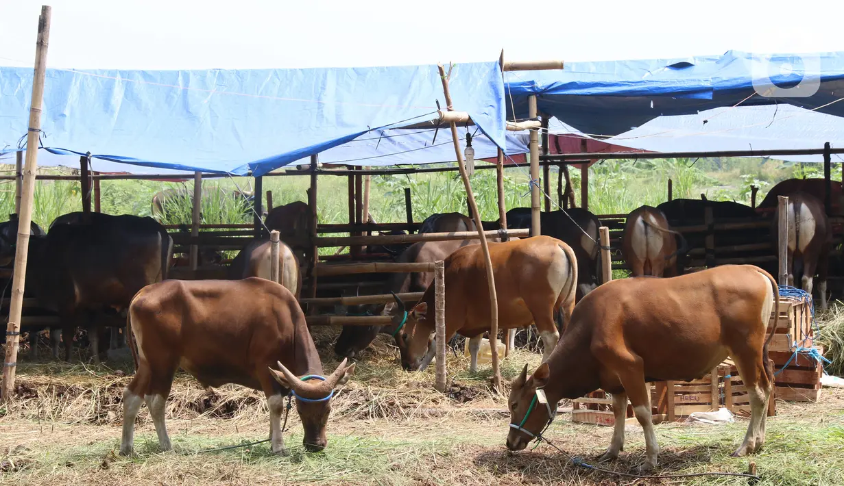 Sejumlah hewan kurban yang akan di jual di Tangerang, Selasa (21/7/2020). Jelang Idul Adha 1441 H penjualan hewan kurban mulai bermunculan dan mulai banyak pesanan. (Liputan6.com/Angga Yuniar)