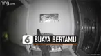 buaya bertamu