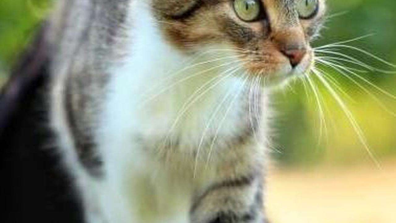 <ul class="editorlist"><li>Perhatikan faktor lingkungan: Beberapa faktor lingkungan seperti stres atau kecemasan dapat memicu muntah pada kucing, sehingga pastikan kucing Anda merasa aman dan nyaman di lingkungannya.</li></ul>