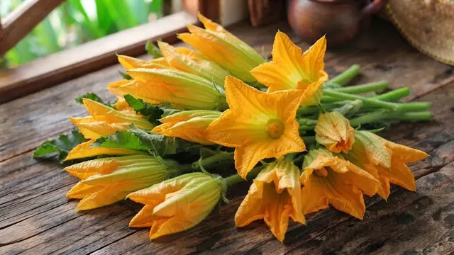 Tumis Bunga Labu Kuning
