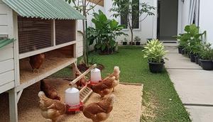 Ide Kandang Ayam yang Mudah Dibersihkan. (Foto: AI)