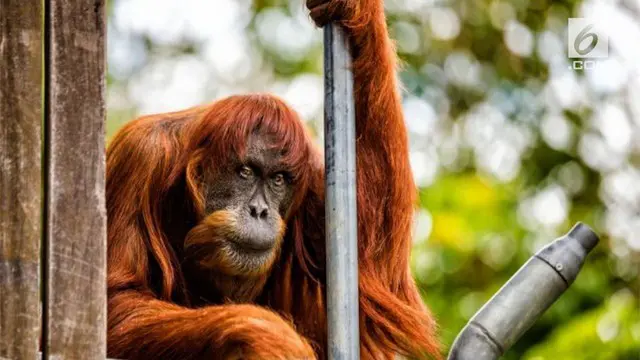 Puan, orangutan Sumatera tertua mati pada usia 62 tahun di kebun binatang Western Australia.