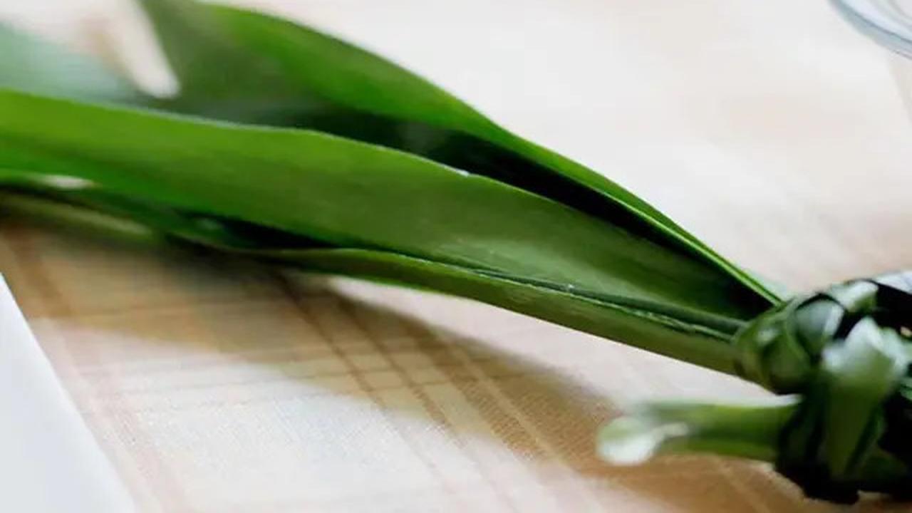 Manfaat Daun Pandan untuk Kesehatan yang Menarik Diketahui, Tingkatkan Imunitas Tubuh