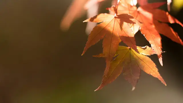 Japanese Maple (Acer palmatum)