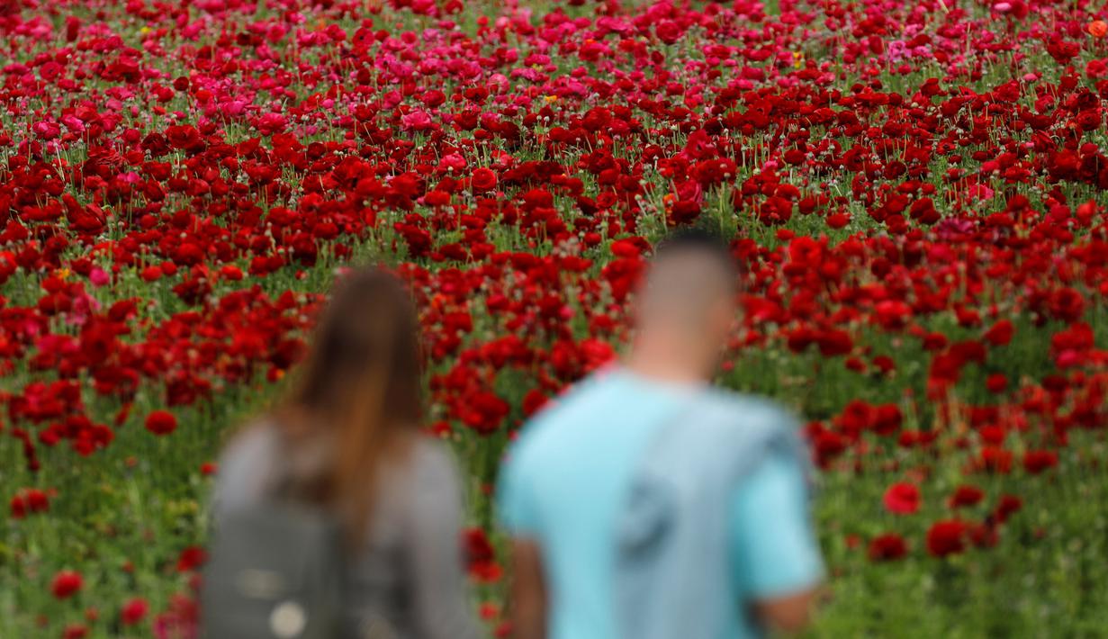 FOTO: Warna-warni Kebun Bunga di California - Foto Liputan6.com