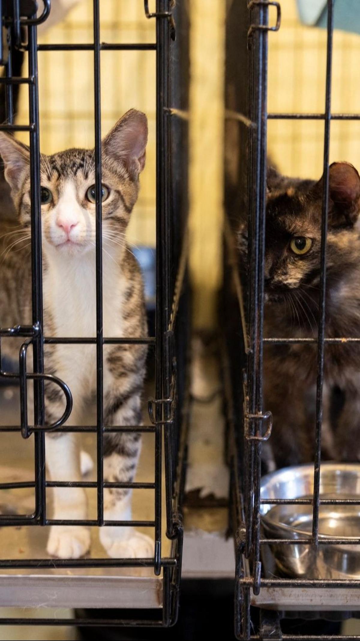 Meskipun warga setempat senang dengan keberadaan kucing-kucing tersebut, namun pemerintah setempat tidak setuju.&nbsp;Foto: RICARDO ARDUENGO / AFP<br>