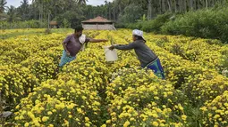 Petani memanen bunga krisan dari sebuah ladang di pinggiran Bangalore (5/10/2021). Kota Bangalore ini disebut "Kota Taman" karena taman-taman, bunga, dan pepohonannya yang indah. (AFP/Manjunathm Kiran)