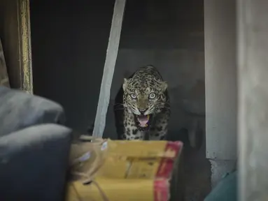 Seekor macan tutul dewasa terlihat keluar dari gedung yang sedang dibangun tempat ia berlindung di sebuah daerah pemukiman di Guwahati, India, Selasa (19/12/2023). (AP Photo/Anupam Nath)