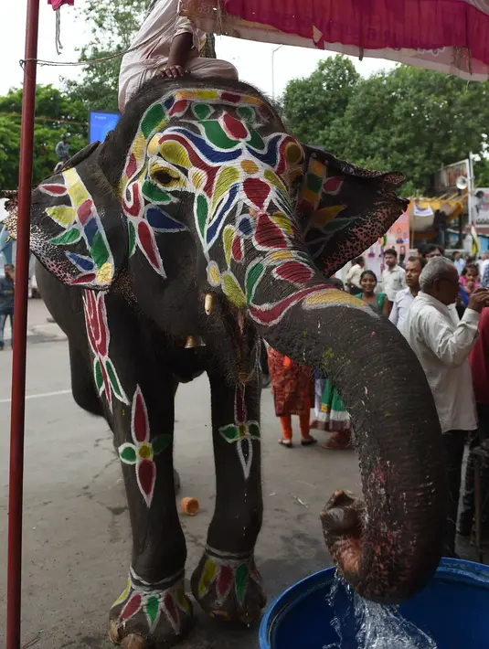Seekor gajah meminum air setelah dilukis menjelang festival Hindu tahunan Rath Yatra di Ahmedabad, India (3/7/2019). Aktivis hak-hak hewan ingin festival Hindu tahunan Rath Yatra yang melibatkan gajah dihentikan. (AFP Photo/Sam Panthaky)