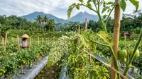 6 Cara Mengusir Kutu Kebul pada Tanaman Tomat dengan Bahan Dapur