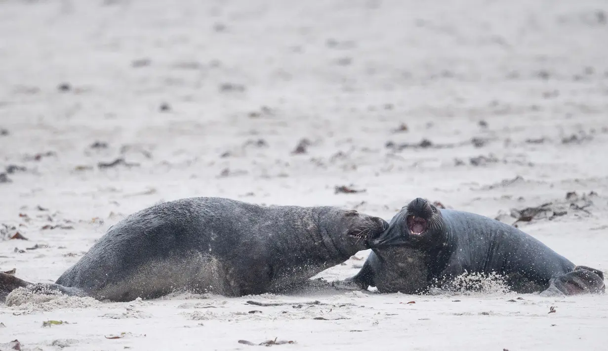 Pertarungan sengit anjing laut abu-abu jantan di utara Pulau Helgoland, Jerman, (14/12). Pulau Helgoland menjadi tempat bagi ratusan anjing laut abu-abu untuk melahirkan. (AFP Photo/John MacDougall)