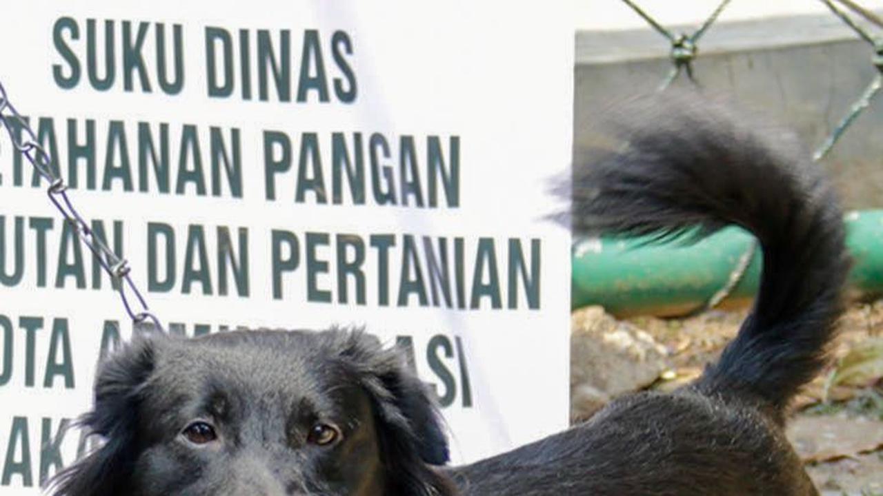 Bocah 12 Tahun di TTS NTT Tewas Akibat Digigit Anjing Rabies