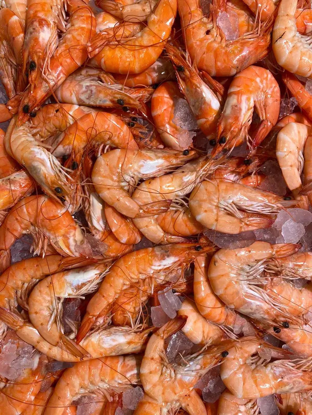 Rahasia Penyimpanan Udang agar Tetap Segar hingga Satu Bulan