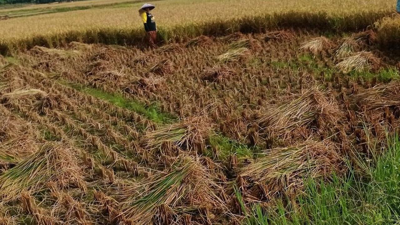 Lebak Surplus Beras Hingga 14 Bulan ke Depan