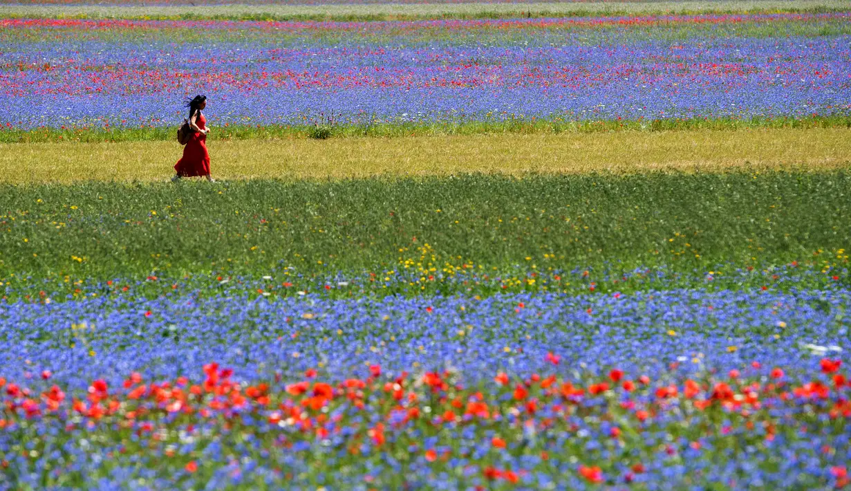 <p>Seorang turis berjalan di tengah-tengah bunga yang sedang mekar dan ladang lentil di Castelluccio, sebuah desa kecil di wilayah Umbria, Italia tengah pada 6 Juli 2020. Setiap tahunnya antara Mei dan Juli, ribuan varietas bunga liar bermekaran dan menjadi daya tarik wisatawan. (Tiziana FABI / AFP)</p>