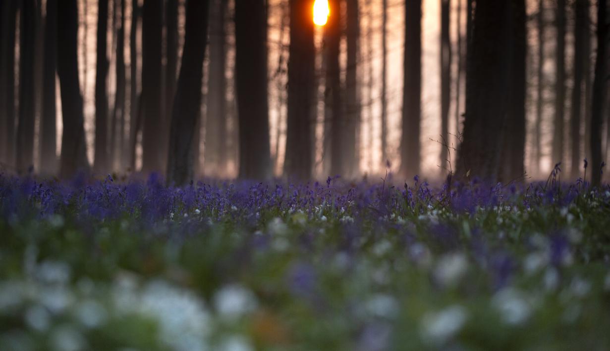 Matahari terbit di antara pepohonan saat bluebell atau Eceng Gondok liar bermekaran di lantai hutan Hallerbos di Halle, Belgia (20/4/2021). Sebelum pandemi COVID-19, tercatat ratusan turis datang menikmati pemandangan musim mekar bunga bluebell atau Eceng Gondok. (AP Photo/Virginia Mayo)