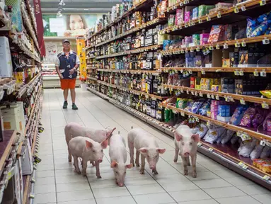 Anak babi berjalan menyusuri lorong supermarket Casino di Sarlat, Perancis barat daya, setelah para petani melepaskannya sebagai bentuk demo di supermarket tersebut, Kamis (20/8/2015). (AFP PHOTO/Yohan Bonnet)