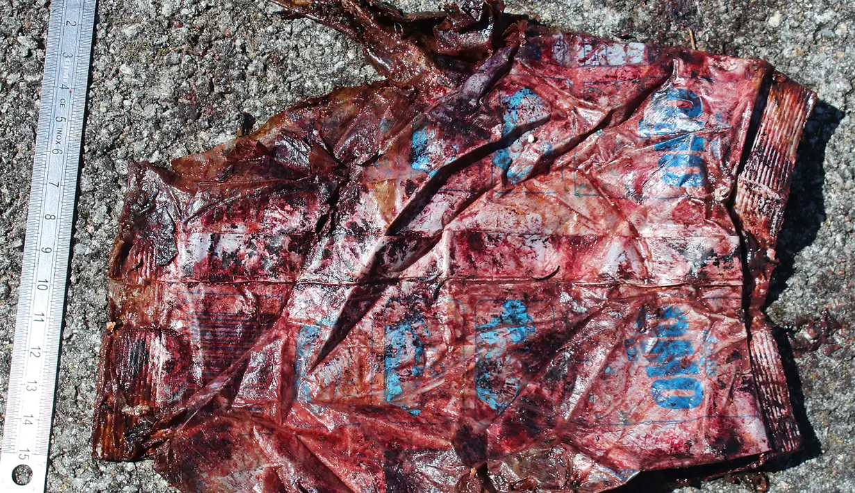 Foto pada 30 Maret 2019, sampah plastik yang ditemukan di dalam perut paus di Pulau Sardinia, Italia. Perut paus sperma betina itu berisi  kantong sampah, jaring dan tali pancing, bahkan kantong cairan sabun cuci yang masih dapat diidentifikasi merek dan kode barangnya. (SEAME Sardinia Onlus via AP)