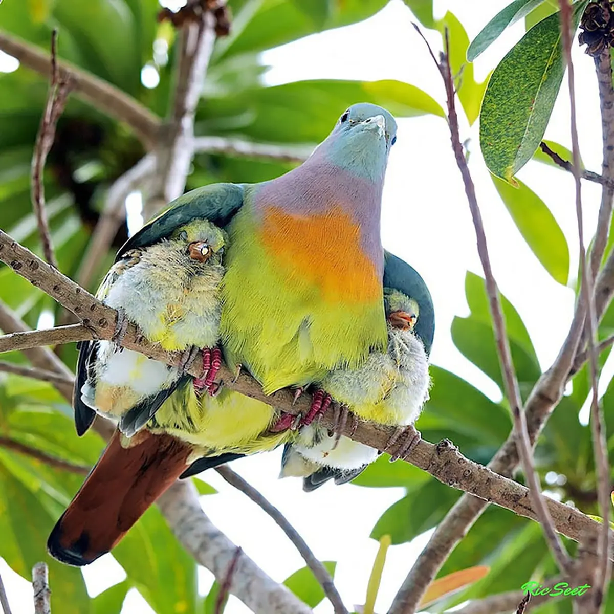 Bokep mama dan anak 1 burung