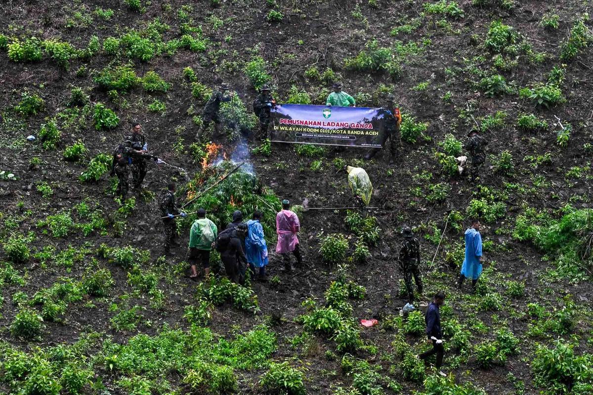 FOTO: TNI AD Bongkar Ladang Ganja di Pegunungan Aceh Besar