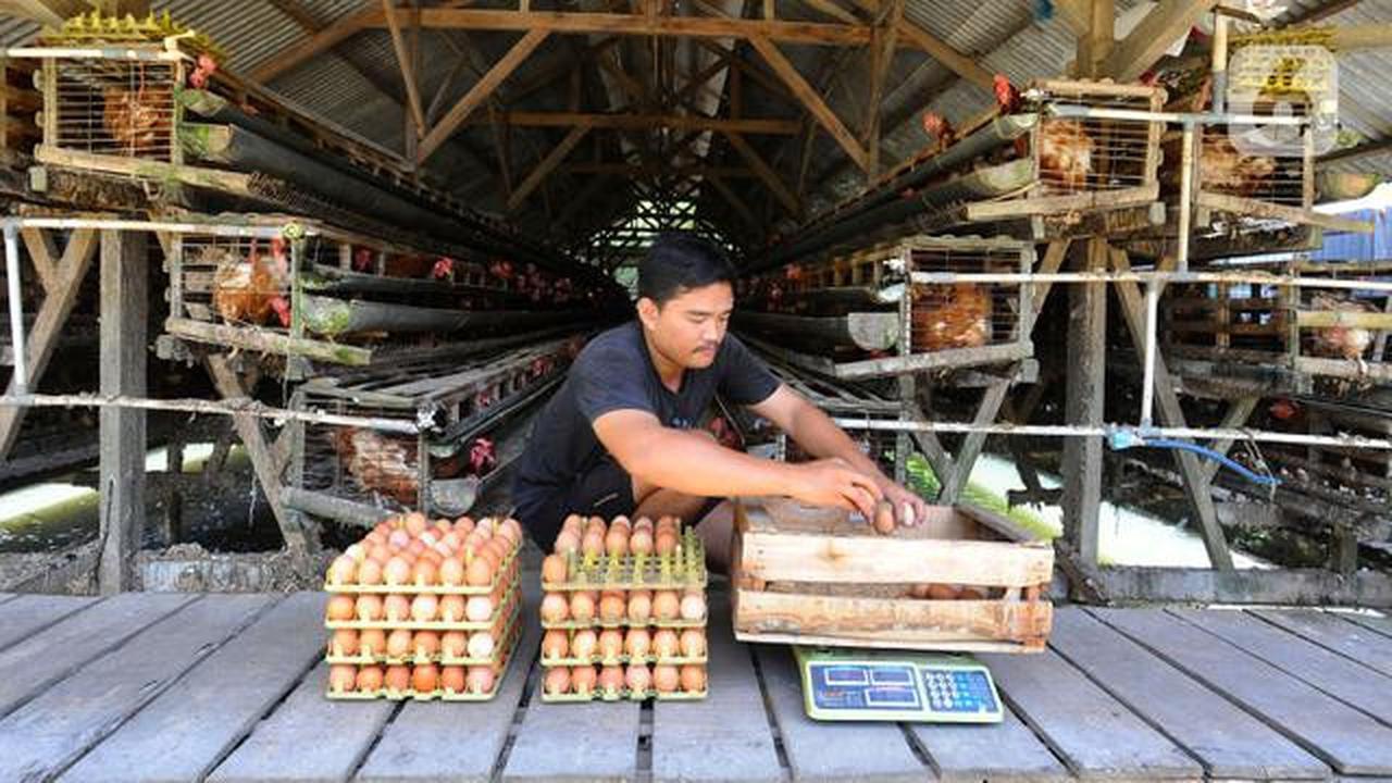 7 Cara Ternak Ayam Petelur Modal Rp1 Juta untuk Pemula, Mulai dari Pemilihan Bibit hingga Sukses Panen