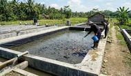 Cara Membuat Kolam Lele yang Tidak Mudah Bocor, Awet Dipakai dan Aman untuk Budidaya