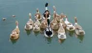 Ilustrasi bebek/https://unsplash.com/Jack&nbsp;Dong