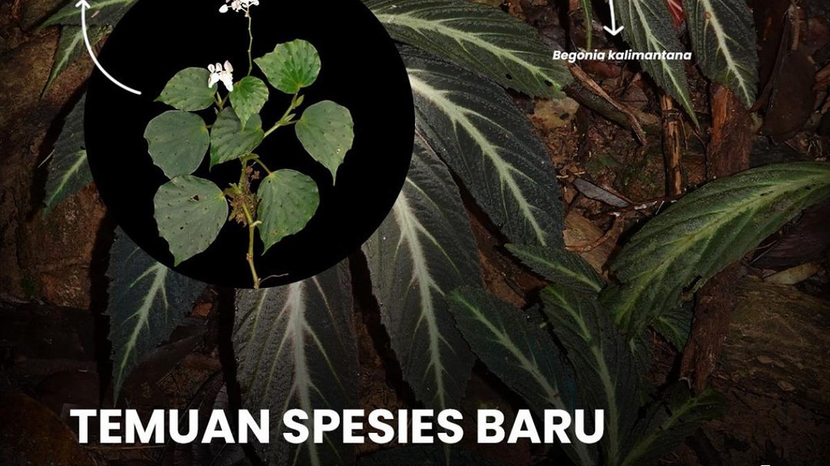 Hari Konservasi Alam Nasional 2025, 19 Spesies Flora Fauna Baru Diumumkan