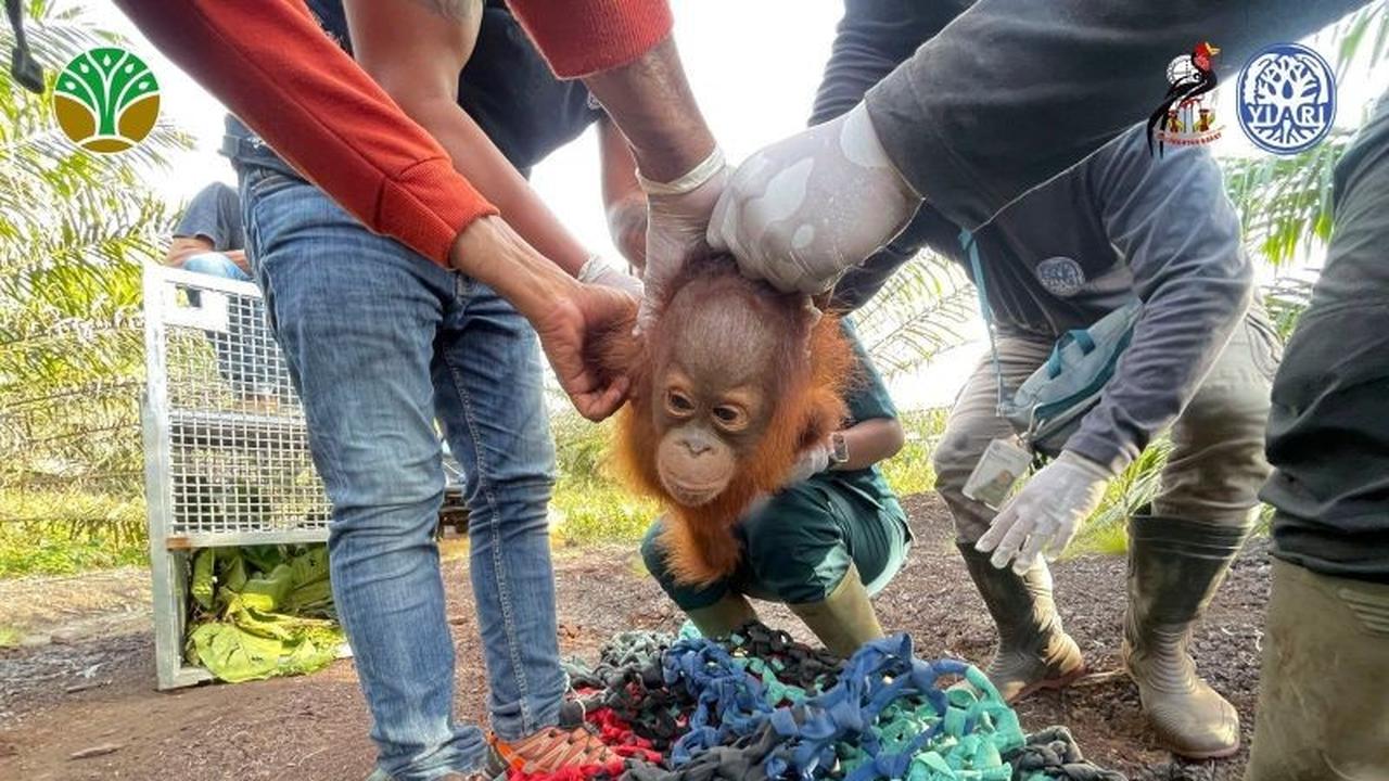 BKSDA dan YIARI Berhasil Selamatkan Bayi Orangutan di Kebun Sawit Ketapang