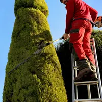 Seorang dokter bedah, iseng membentuk pohon depan rumah jadi bentuk penis untuk hibur tetangga. (Via: mirror.co.uk)