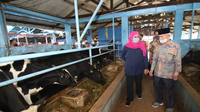 Kunjungan Khofifah ke produksi susu di Pasuruan