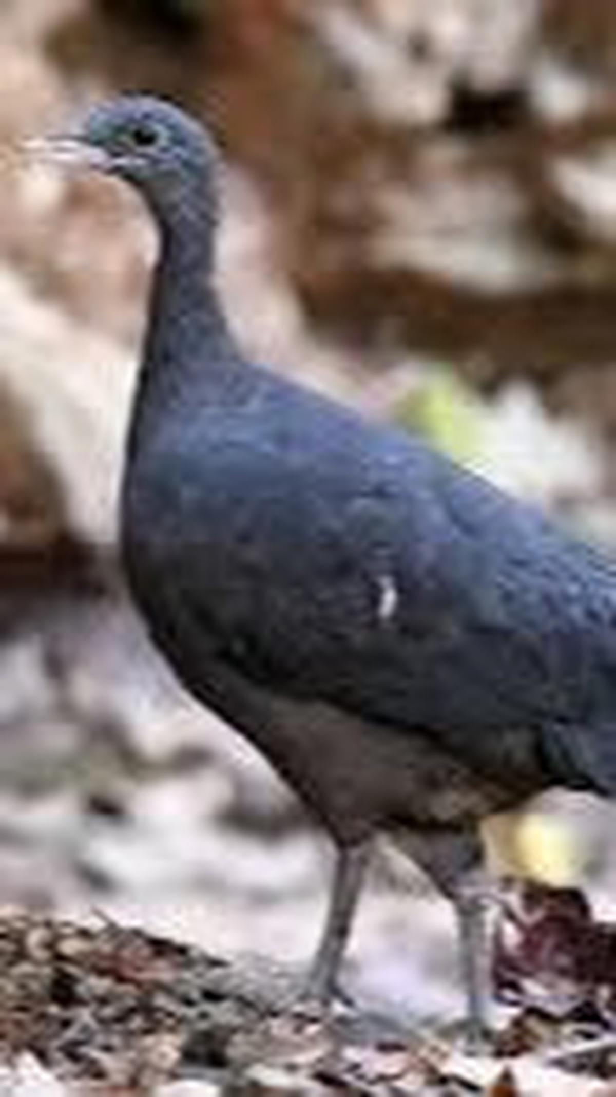 5. Burung Tinam Hitam<br>