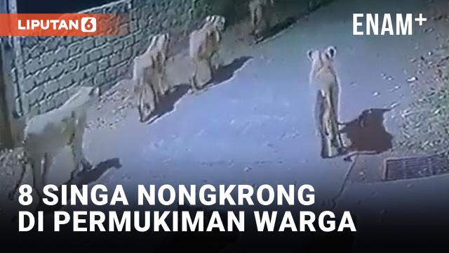 8 Ekor Singa Muncul di Permukiman Warga di India