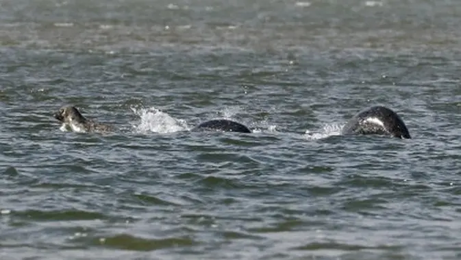 Sosok Diduga Loch Ness Kembali Tertangkap Kamera dan Lebih Nyata