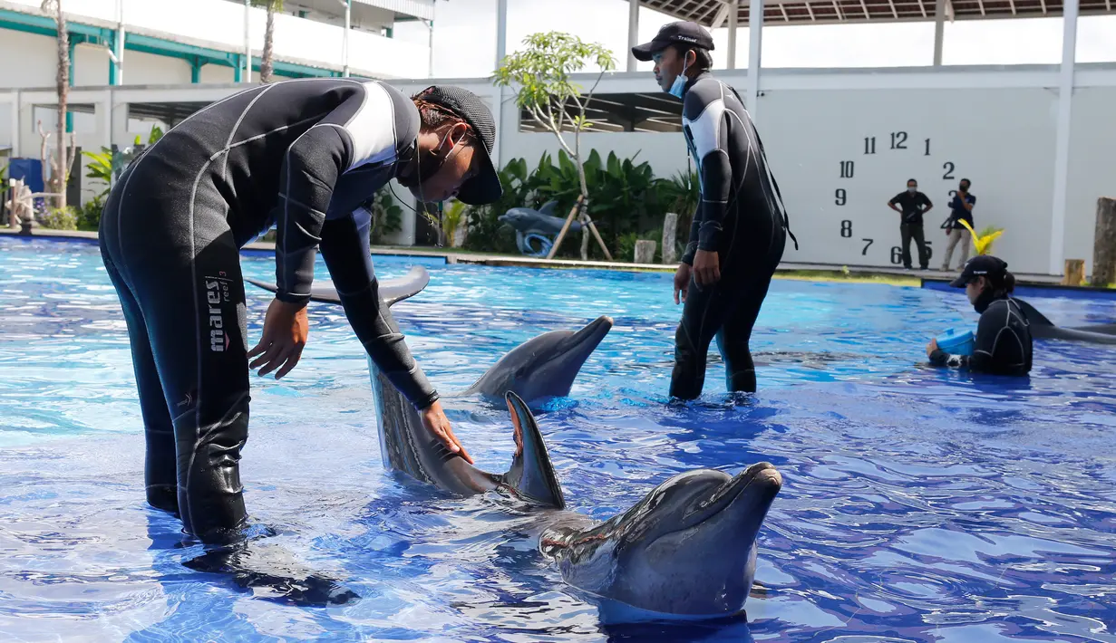 Para pelatih memberikan pelatihan kepada lumba-lumba selama penutupan sementara di sebuah pusat konservasi di Bali, Selasa (28/4/2020). Semua tempat wisata dan situs telah diminta untuk sementara waktu ditutup sebagai langkah untuk mengendalikan penyebaran Covid-19. (AP Photo/Firdia Lisnawati)