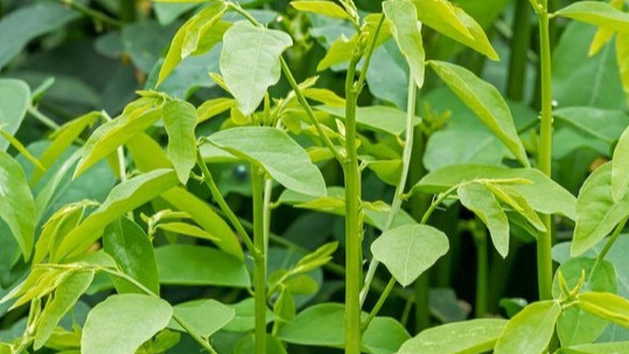 Daun Katuk