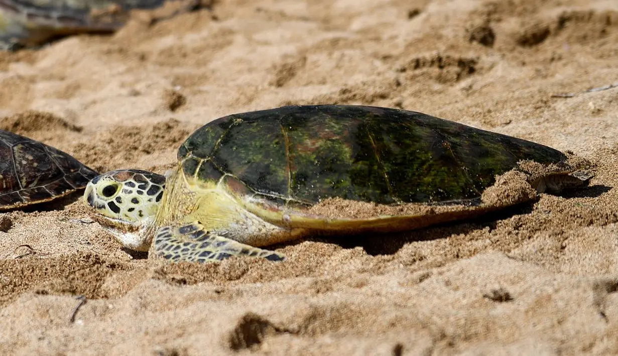 <p>Indonesia menjadi habitat enam dari tujuh jenis penyu yang ada di dunia. Keenamnya adalah penyu belimbing, penyu hijau, penyu tempayan, penyu pipih, penyu sisik, dan penyu lekang. (SONNY TUMBELAKA/AFP)</p>