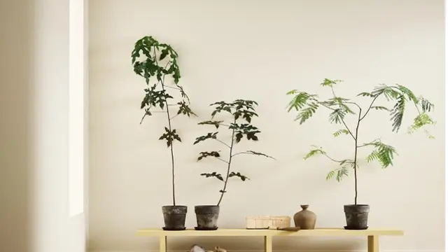 Jotun Hadirkan Inspirasi Kombinasi Warna Hunian yang Harmonis Lewat Koleksi Soulful Spaces