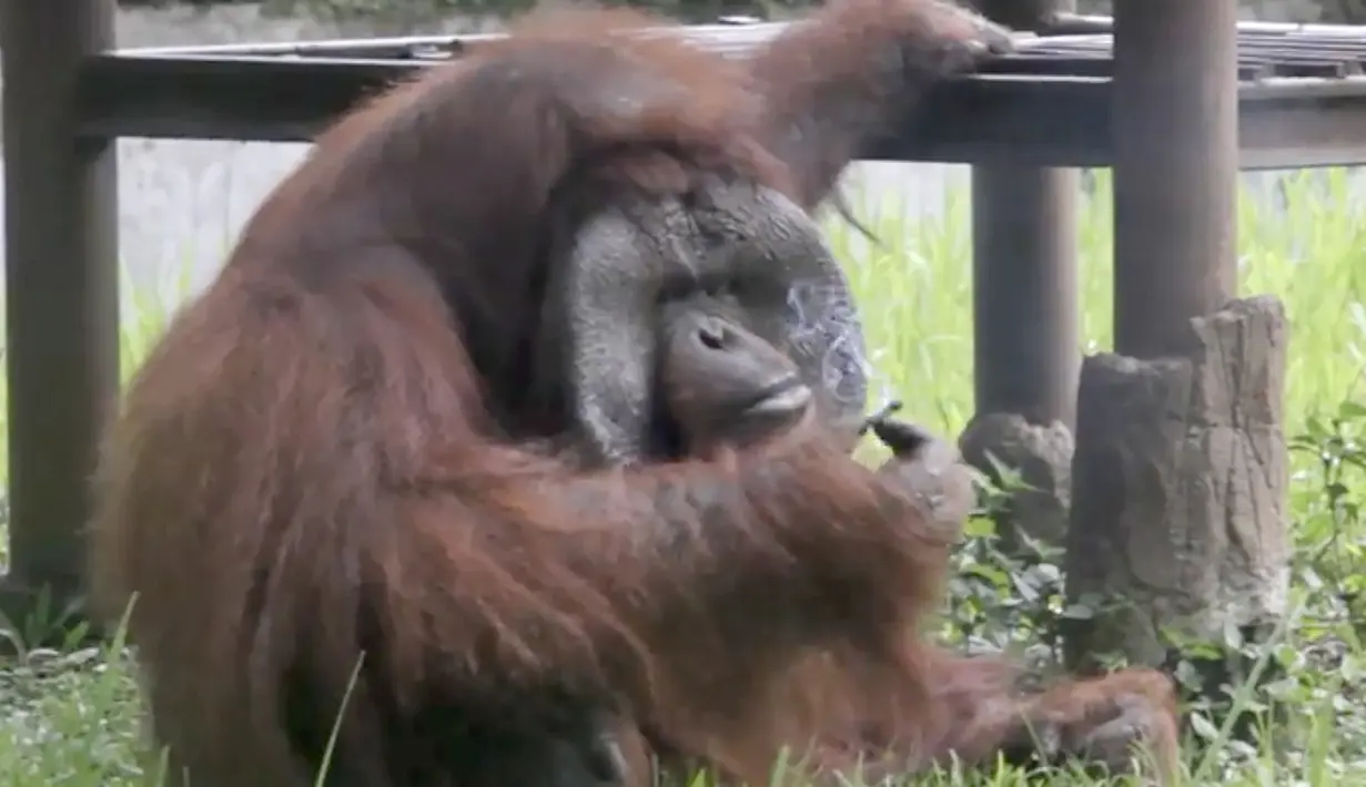 Orangutan bernama Ozon terlihat mengisap rokok di dalam kandangnya di Kebun Binatang Bandung, 4 Maret 2018. Ozon merupakan salah satu orang utan penghuni bonbin Bandung yang sudah lima tahun tinggal. (Handout/Indonesia Animal Welfare Society/AFP)