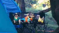 6 Tips Melatih Anjing agar Patuh, Sabar dan Konsisten Jadi Kunci Utama