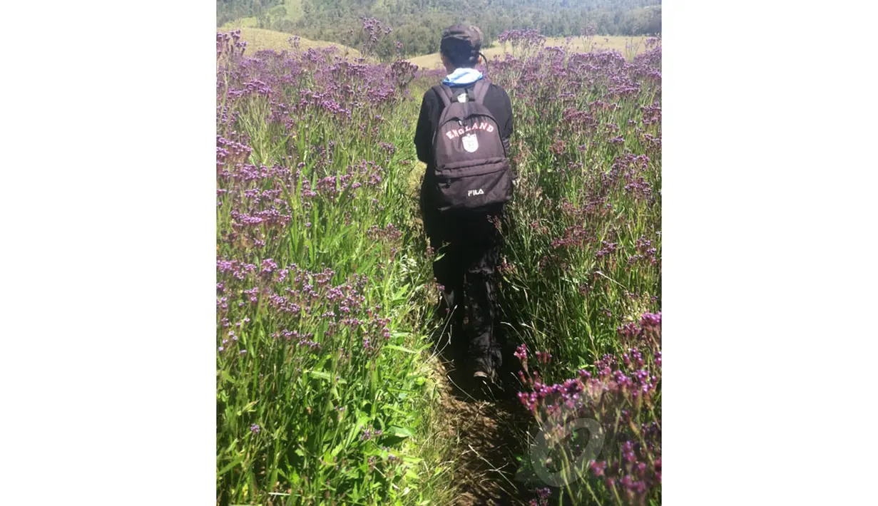 Di tengah perjalanan menuju puncak Mahameru, para pendaki disuguhkan semerbak wangi dari hamparan Bunga Lavenda (Liputan6.com/Andi Jatmiko).