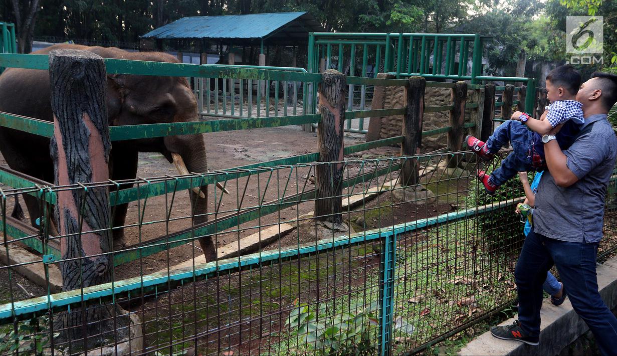 Foto Libur Lebaran Kebun Binatang Ragunan Masih Jadi Favorit Wisata News Liputan6 Com